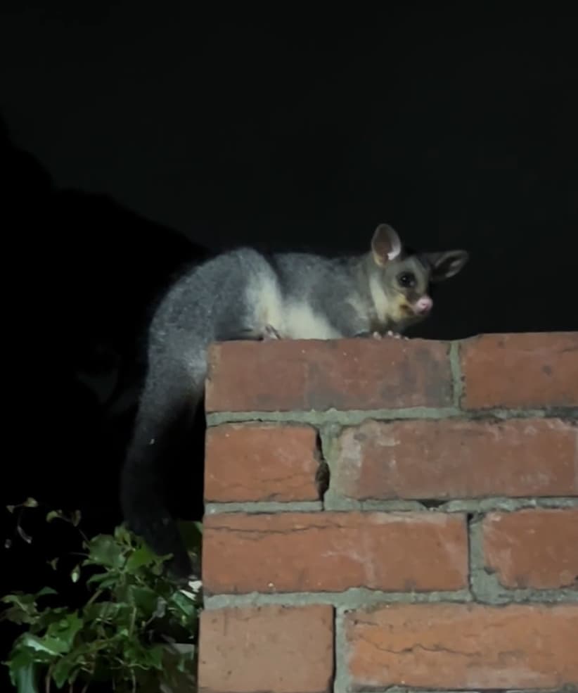 A brushtail possum perched on a brick wall at night